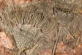 Silurian Fossil Crinoid (Scyphocrinites) Plate - Morocco #189911-1